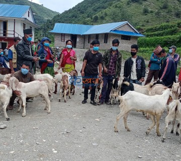 भूमेका कृषकलाई ८० प्रतिशत अनुदानमा बाेयर बोका 